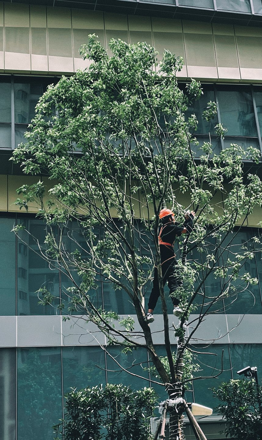 Un arborista con equipo de seguridad poda un árbol en la ciudad.