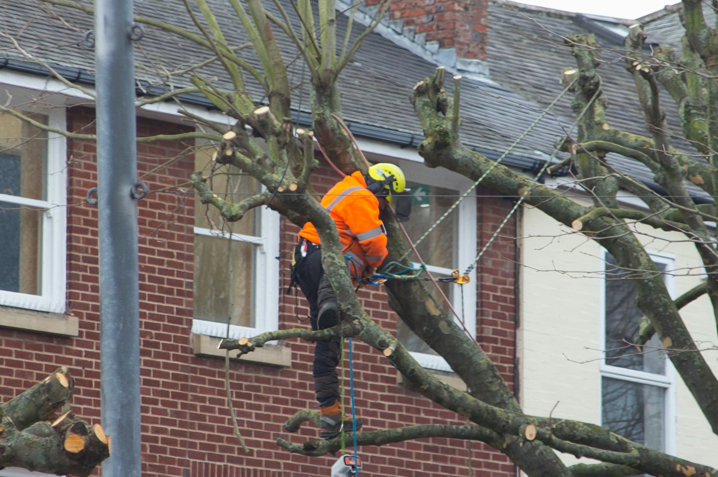 Arborista podando un árbol con chaqueta de seguridad naranja y casco.